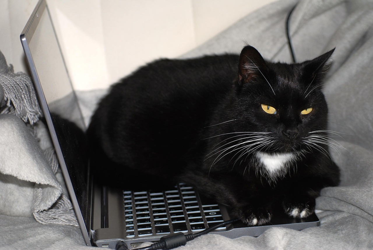 Gato programador ou ambiente de caos tecnológico